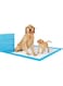 Nyganmelloz Dog and Puppy Training Pads, Disposable Absorbent Quick Drying Leak-Proof Pee Pads for Potty Training for Pets, Disposable Dog Pee Pads 60x60cm L size - 40 Pcs