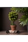 Natural Artificial Bonsai Tree 30Cm Artificial Tree in Plastic Pot with Moss Grass.