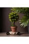 Natural Artificial Bonsai Tree 30Cm Artificial Tree in Plastic Pot with Moss Grass.