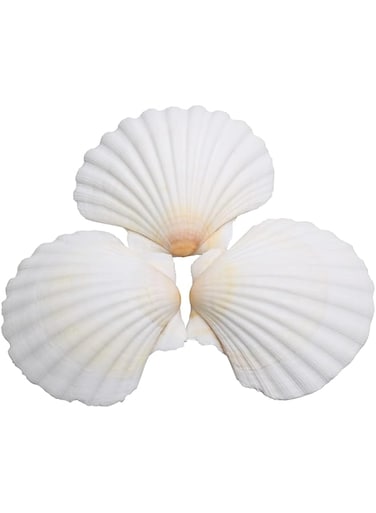 15 pcs Natural Scallop Shells 2-3 inch White Sea Shells from Sea Beach for DIY Craft Home