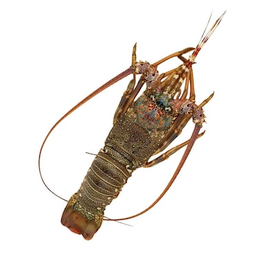 جراد البحر الطازج