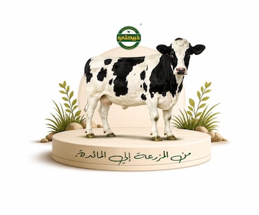 Cow - Local
