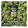Barilla Basil Pistachio Pesto 190g