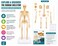 DIY Human Skeleton Anatomy Model Kit for Kids, STEM Science Learning Toy, Bone Assembly Educational Set with Display Stand, 5+ Years