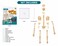 DIY Human Skeleton Anatomy Model Kit for Kids, STEM Science Learning Toy, Bone Assembly Educational Set with Display Stand, 5+ Years