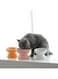 KASTWAVE 1 Pack Elevated Cat Bowls Pet Food Water Feeder Bowl Tilted Non Slip for Cats Small Dogs Safe, Lead &amp; Cadmium Free Easy to Wash (White)