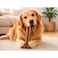 Delight Pressed Bone Rawhide Dog Chews 300g
