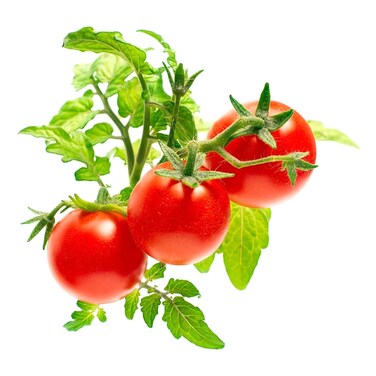 Click &amp; Grow Mini Tomato 3 Pods