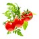 Click &amp; Grow Mini Tomato 3 Pods