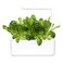 Click &amp; Grow Romaine Lettuce 3 Pods