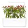Click &amp; Grow Piri Piri Chili 3 Pods