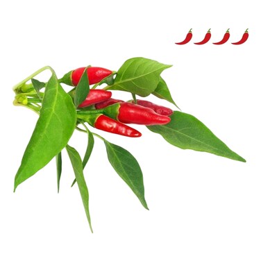 Click &amp; Grow Piri Piri Chili 3 Pods
