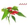 Click &amp; Grow Piri Piri Chili 3 Pods