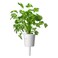 Click &amp; Grow Coriander 3 Pods