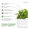 Click &amp; Grow Coriander 3 Pods