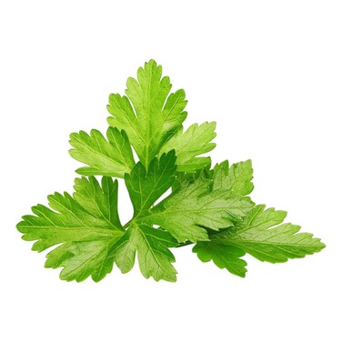 Click &amp; Grow Coriander 3 Pods