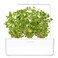 Click &amp; Grow Oregano 3 Pods