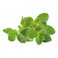 Click &amp; Grow Oregano 3 Pods