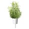 Click &amp; Grow Rosemary 3 Pods