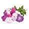 Click &amp; Grow Petunia 3 Pods