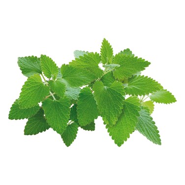 كليك اند جرو عشبة النعناع البري 3 قرون