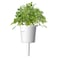 Click &amp; Grow Garden Cress 3 Pods