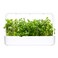 Click &amp; Grow Apple Mint 3 Pods