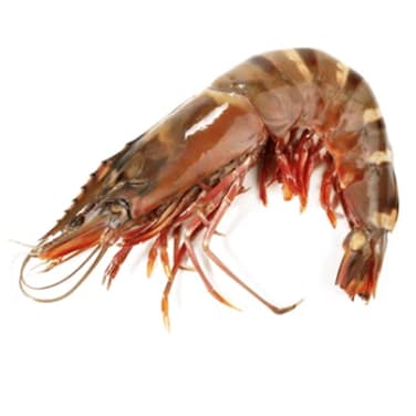 Shrimps U5 Defrosted