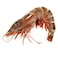 Shrimps U5 Defrosted