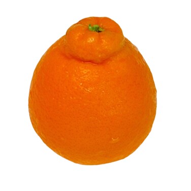 تانجيلو مستورد