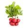 Red Radish Bunch 200g