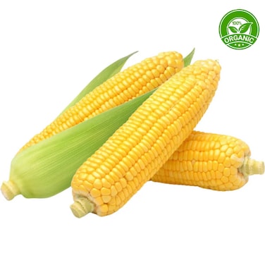 Organic Sweet Corn