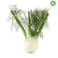 Organic Fennel