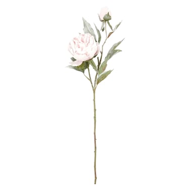 Decorative Peony, Pink