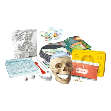 كليمنتوني تشريح المجنون