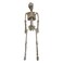 Halloween Skeleton Man
