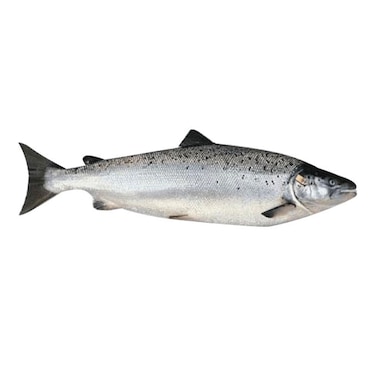 Norwegian Salmon Import