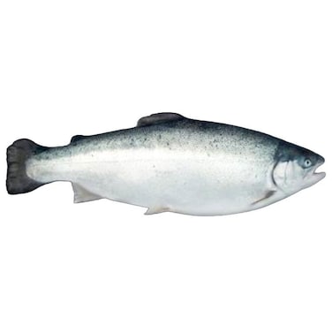 Fresh &nbsp;Salmon Trout 2/3 Import