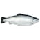 Fresh &nbsp;Salmon Trout 2/3 Import
