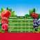 Pom&rsquo;Potes Five Red Fruits Puree No Added Sugar, 90g, Pack of 4