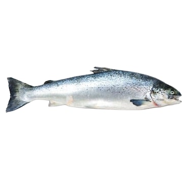 Norwegian Salmon 4/5 Import