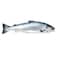 Norwegian Salmon 4/5 Import