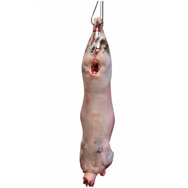 South African Dorper Lamb Carcass Import
