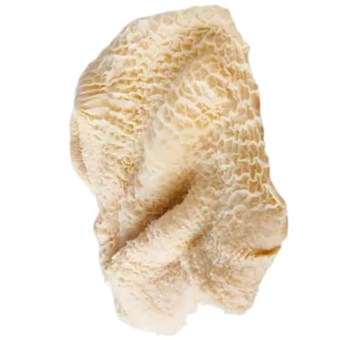 Dutch Veal Tripe Import