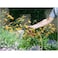 Karcher Performance Plus Garden Hose 3/4 Inch 25m