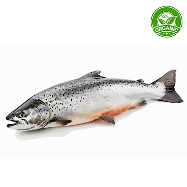 Organic Salmon 5/6 Import