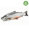 Organic Salmon 5/6 Import