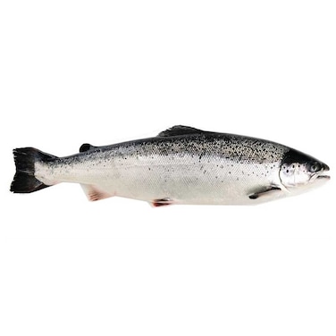 Fresh Salmon Trout 5/6 Import