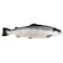 Fresh Salmon Trout 5/6 Import