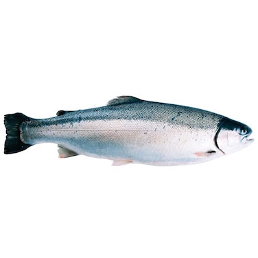 Fresh Salmon Trout 4/5 Import